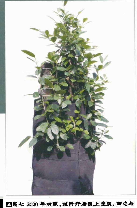 韩学年制作附壁榕树盆景的过程