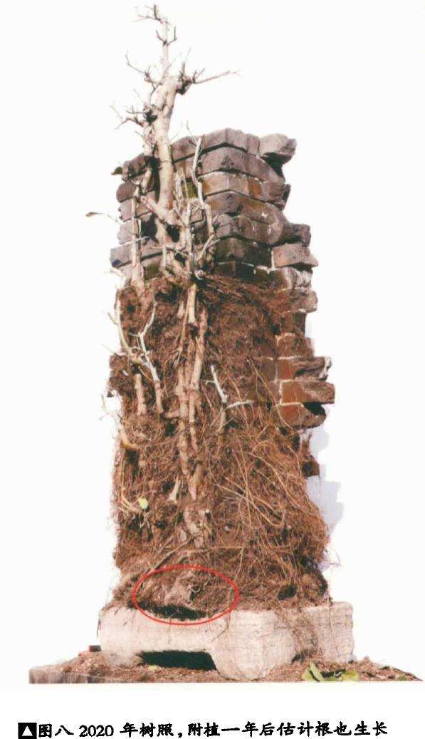 韩学年制作附壁榕树盆景的过程