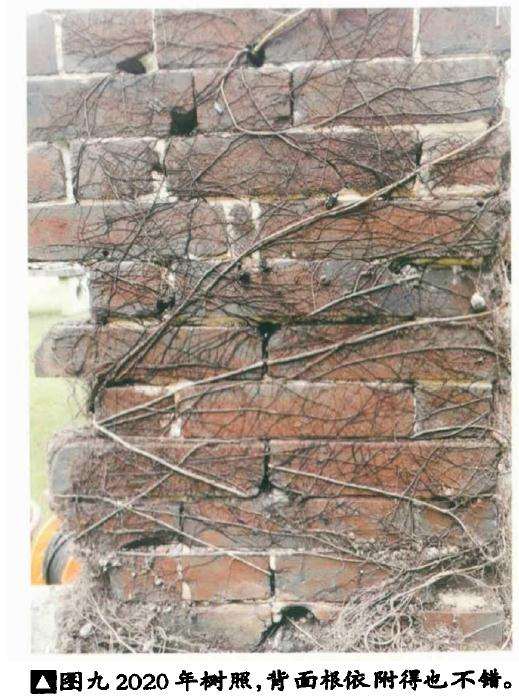 韩学年制作附壁榕树盆景的过程