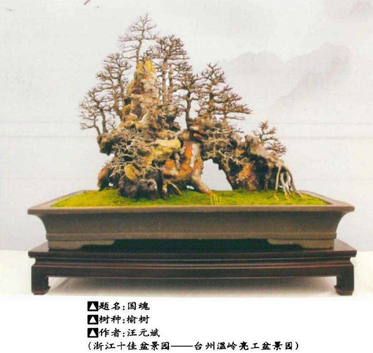 浙江省盆景行业五十强评选圆满落幕