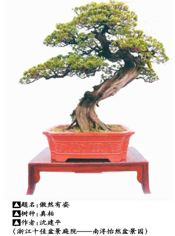 浙江省盆景行业五十强评选圆满落幕