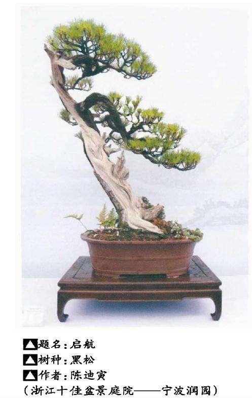 浙江省盆景行业五十强评选圆满落幕