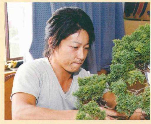 真柏盆景怎么引发水线与舍利分离