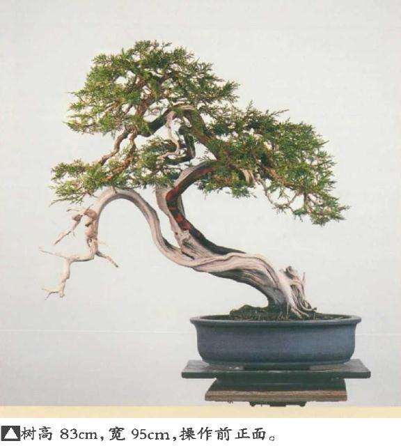 真柏盆景怎么引发水线与舍利分离