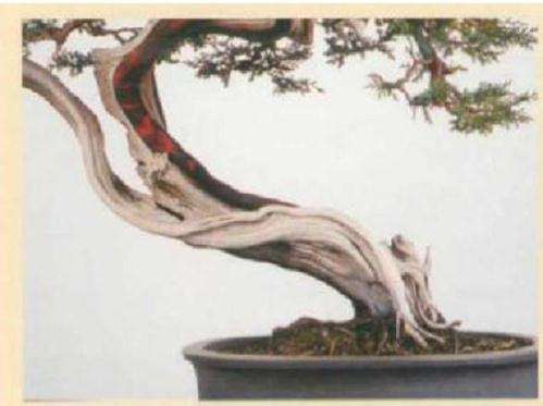 真柏盆景怎么引发水线与舍利分离