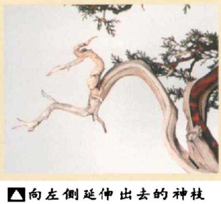 真柏盆景怎么引发水线与舍利分离