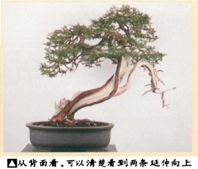 图解 真柏盆景怎么引发水线与舍利分离