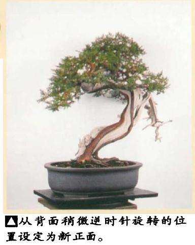 图解 真柏盆景怎么引发水线与舍利分离