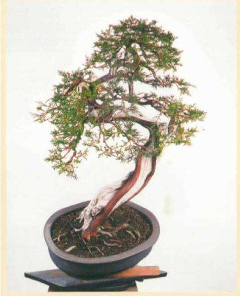 图解 真柏盆景怎么引发水线与舍利分离