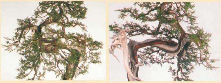 图解 真柏盆景怎么引发水线与舍利分离