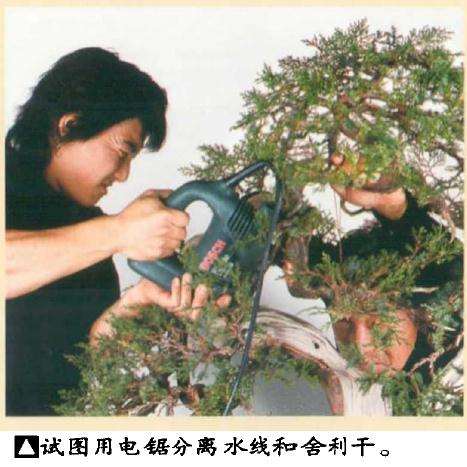 图解 真柏盆景怎么引发水线与舍利分离