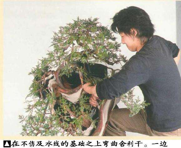 图解 真柏盆景怎么引发水线与舍利分离