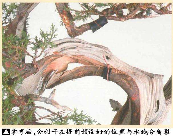 图解 真柏盆景怎么引发水线与舍利分离