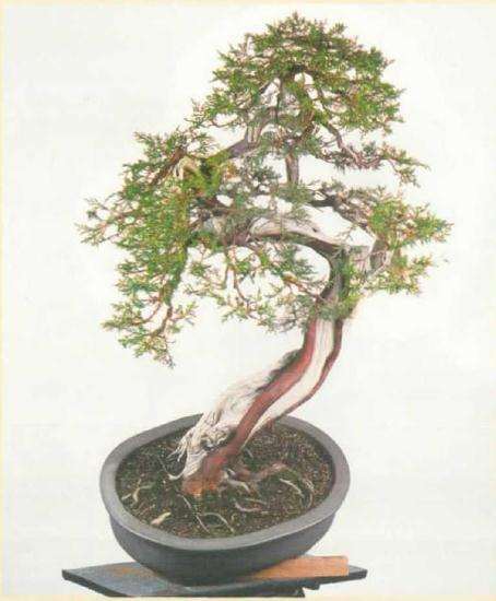 图解 真柏盆景怎么引发水线与舍利分离