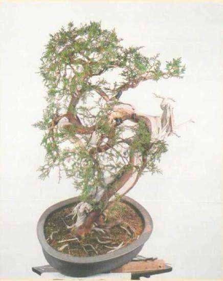 图解 真柏盆景怎么引发水线与舍利分离