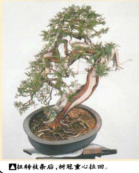 图解 真柏盆景怎么引发水线与舍利分离