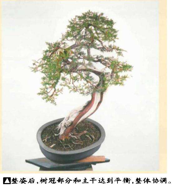 图解 真柏盆景怎么引发水线与舍利分离