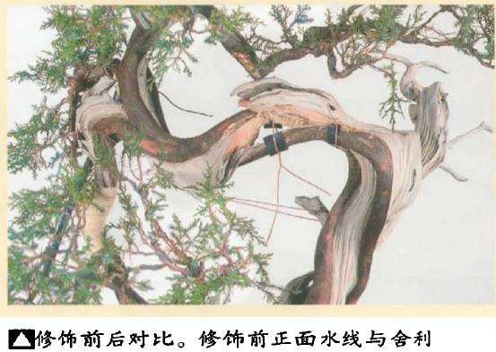 图解 真柏盆景怎么引发水线与舍利分离