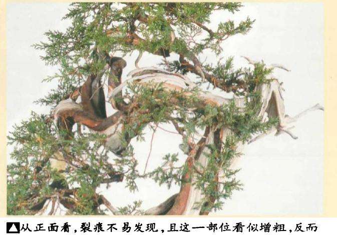 图解 真柏盆景怎么引发水线与舍利分离