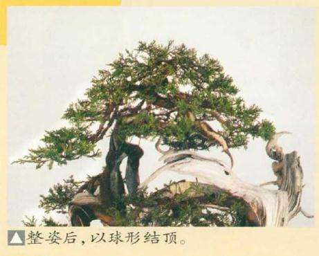 图解 真柏盆景怎么引发水线与舍利分离