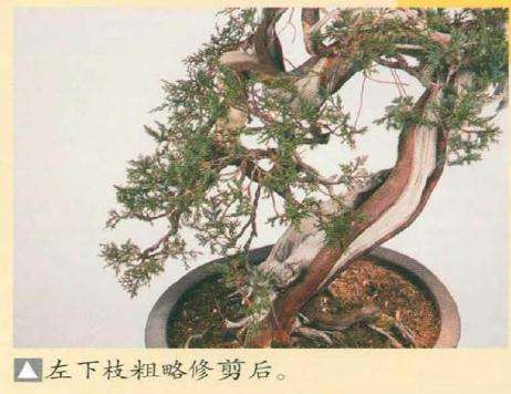 图解 真柏盆景怎么引发水线与舍利分离