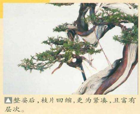 图解 真柏盆景怎么引发水线与舍利分离