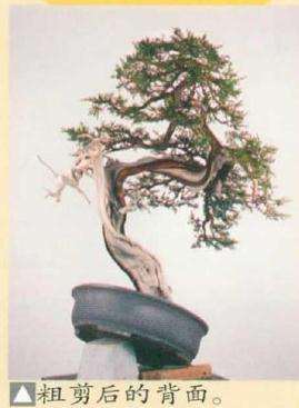 图解 真柏盆景怎么引发水线与舍利分离