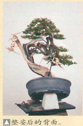 图解 真柏盆景怎么引发水线与舍利分离