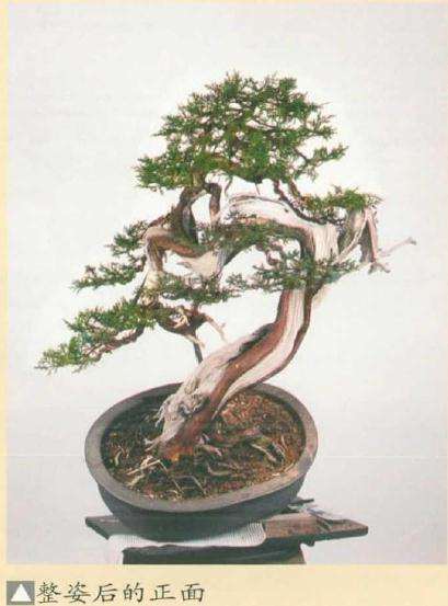 图解 真柏盆景怎么引发水线与舍利分离