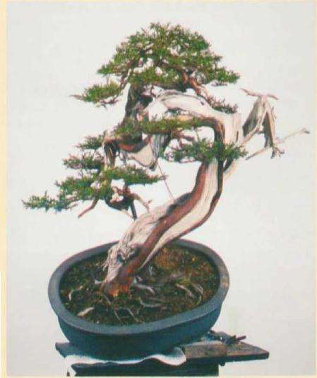 真柏盆景怎么引发水线与舍利分离