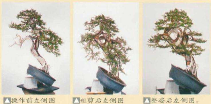 图解 真柏盆景怎么引发水线与舍利分离