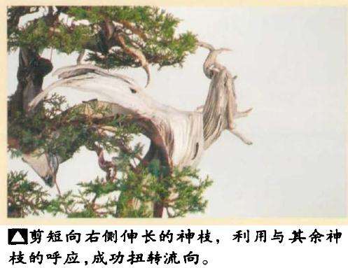 真柏盆景怎么引发水线与舍利分离