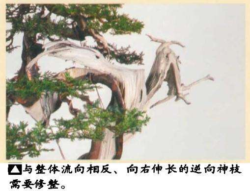 真柏盆景怎么引发水线与舍利分离