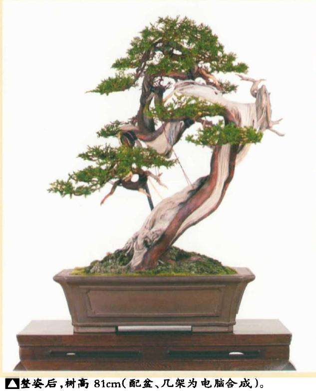 真柏盆景怎么引发水线与舍利分离