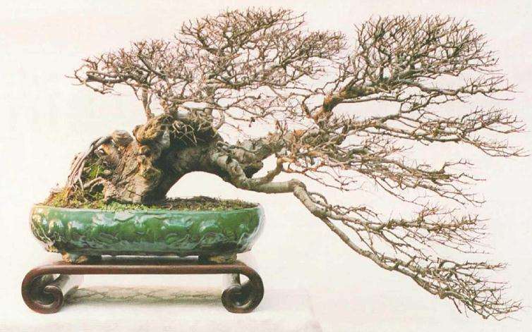 为什么大家玩榆树盆景