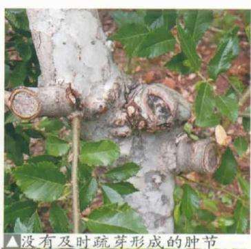 榆树盆景桩材怎么选择和初步处理