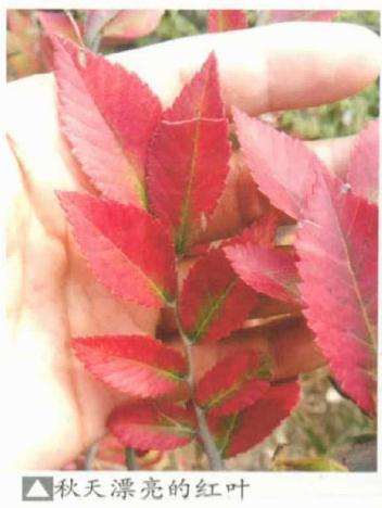 榆树盆景桩材怎么选择和初步处理