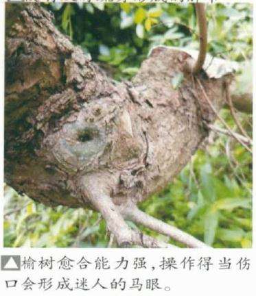 榆树盆景桩材怎么选择和初步处理