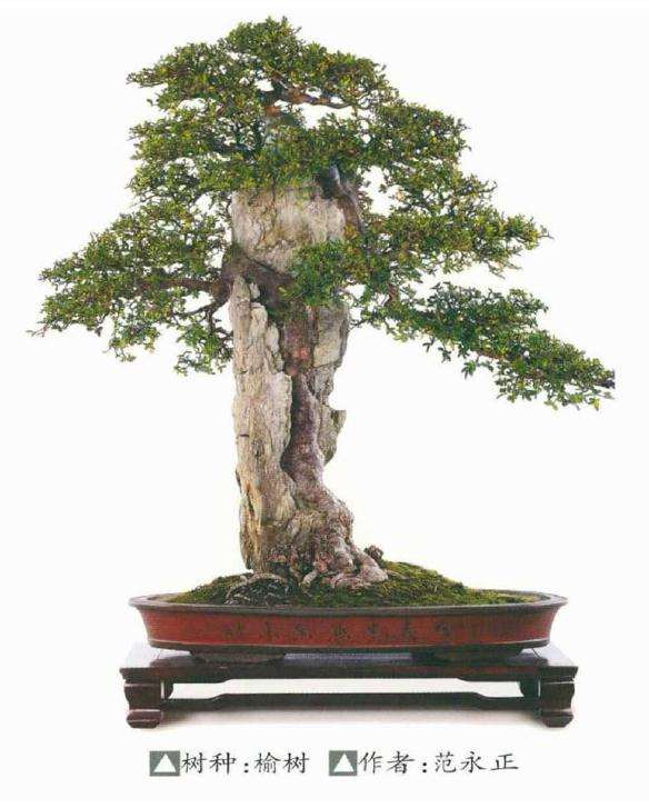 榆树盆景桩材怎么栽种管理