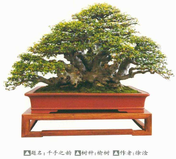 榆树盆景桩材怎么栽种管理