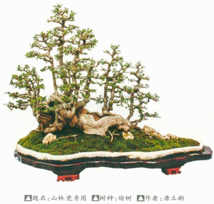 榆桩盆景怎么蟠扎造型