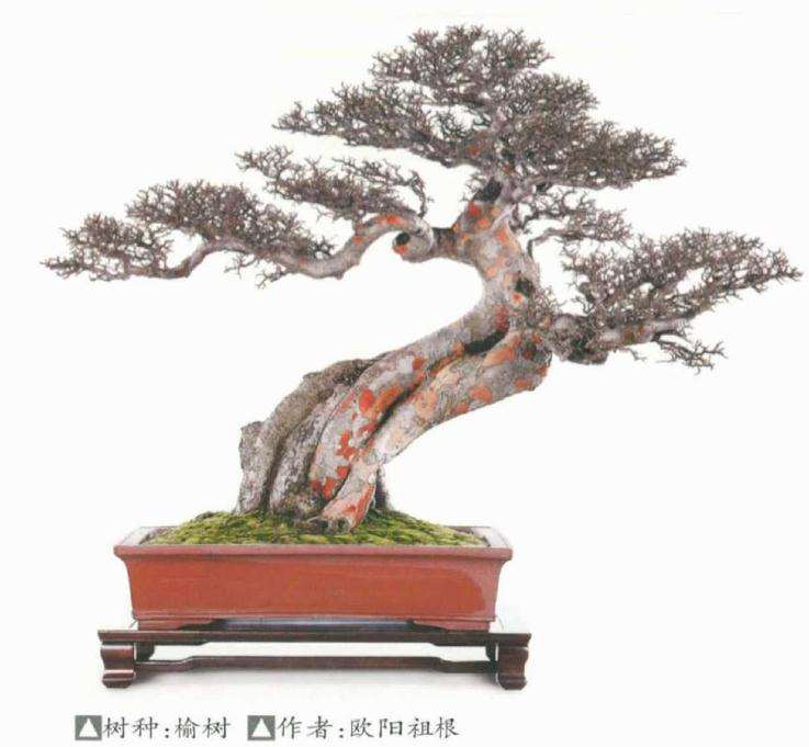 榆树盆景成型后怎么翻盆换土