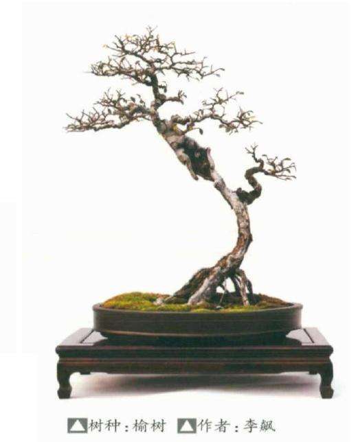 榆树盆景成型后怎么翻盆换土