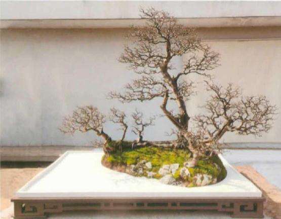 水旱盆景表现形式的探索