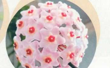 为什么球兰是花中的新贵