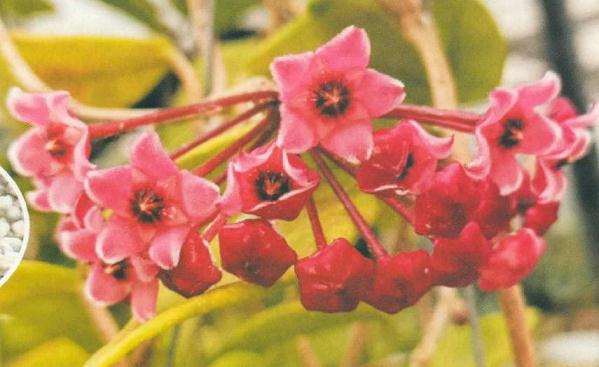 贝拉球兰怎么花期养殖的3个方法