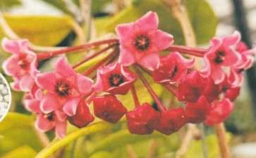 贝拉球兰怎么花期养殖的3个方法