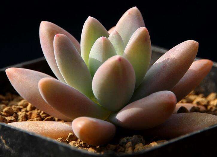 冬型多肉怎么浇水施肥的方法