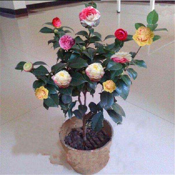 温室盆栽山茶怎么种苗选择和砧木选择