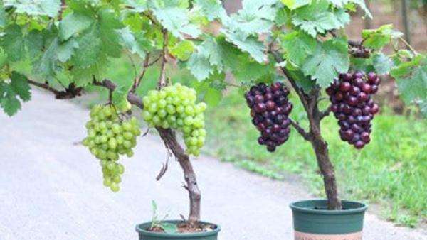 切根处理对盆栽葡萄更新复壮的影响